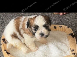 Shihtzu puppy ready to leave now