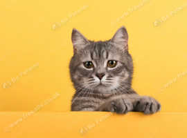 Pet feeding service
