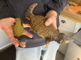 Wanted mature male Uromastyxs