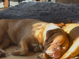 Dogue de Bordeaux girl