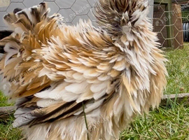 Millifleur bantams frizzle/smooth