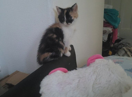 Kittens are loving for a home