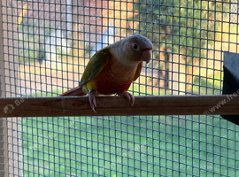 Male conure