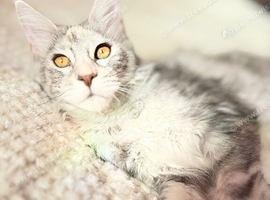 Beautiful Pedigree Maine Coon Girl - Blue Silver Tabby