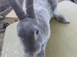 Lilac otter mini rex