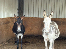 2 jennys possibly in foal