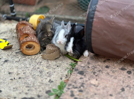 Baby Bunnies!