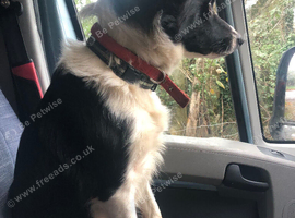 Gorgeous 5yr old collie