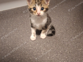 Female kittens