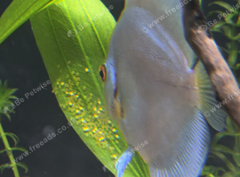 Discus