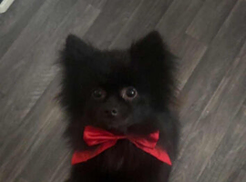 12mnth Male