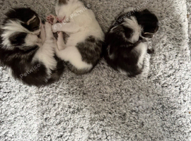 Kittens looking for their new home