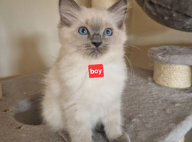 Kittens for sale