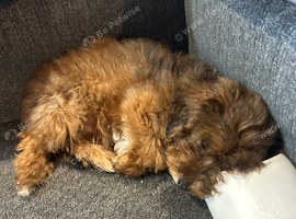 Boy jackpoo 12 weeks