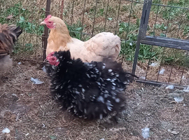 Pekin hens