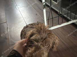 Daschound