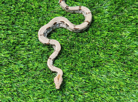 Baby motley boas