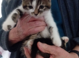 Lovely kitten