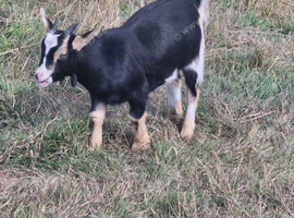 Pigmy goats female