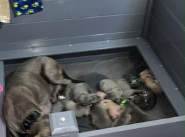 Blue Nose Staff cross Cane Corso