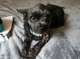 5yr old yorkiepoo