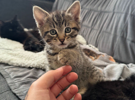 2 kittens left
