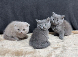 Scottish fold/straight for sale