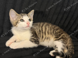 Adorable female kitten