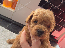 Kc registered toy poodle