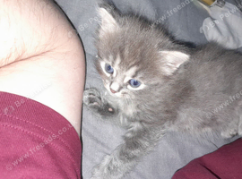 2 kittens for sale