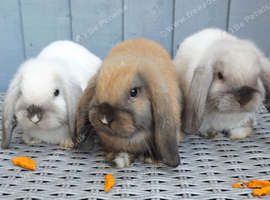 Friendly baby female mini lops