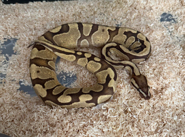 Orange Dream Enchi Fire Het Clown