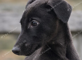 WELL BRED BITCH PUPPY LINEAGE OUTSTANDING POTENTIAL