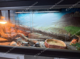 Red dragon set up