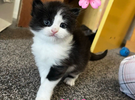 Adorable Kittens