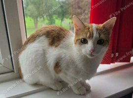 3 female cats for sale