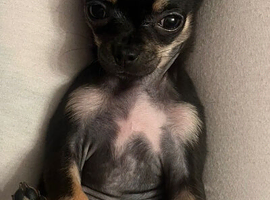 Chihuahua 17week old