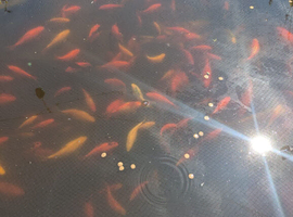 Goldfish