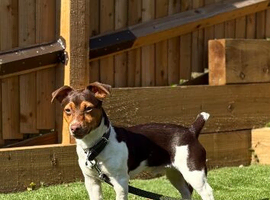 KC Jack Russell stud