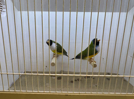 Pair of Gouldian Finches For Sale