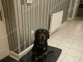 Rottweiler male for studding pedigree