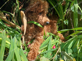 Miniature Poodle.
