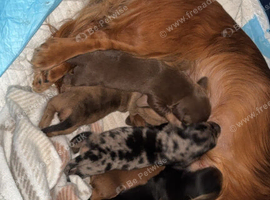 miniture dachshund puppies