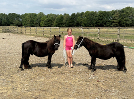 2 shetland yearling colts