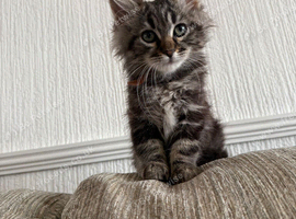 British long hair x bengal