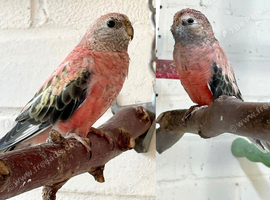 Beautiful pair of Rosa bourkes parakeets
