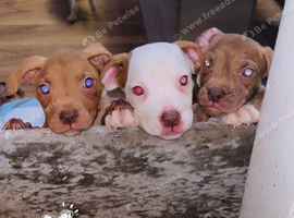 American Bulldog pups