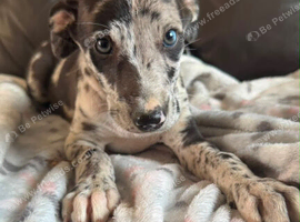 COLLIE X WHIPPET PUPPIES FOR SALE!
