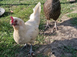 4 laying hens available for sale in rotherham