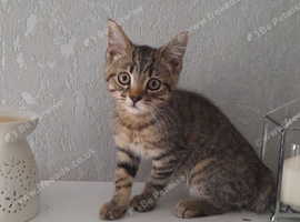 Kitten MALE